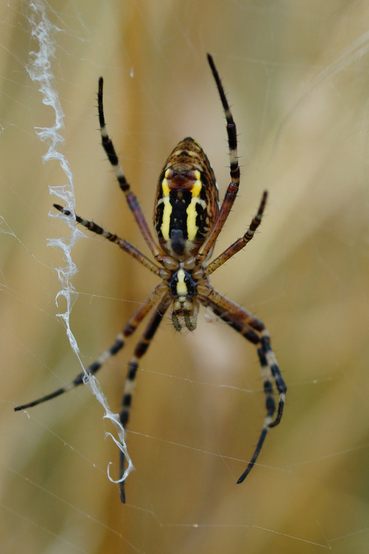 Zebraspinne