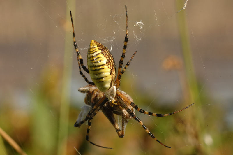 Zebraspinne