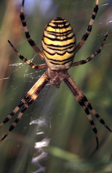 Zebraspinne