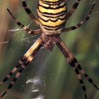 Zebraspinne