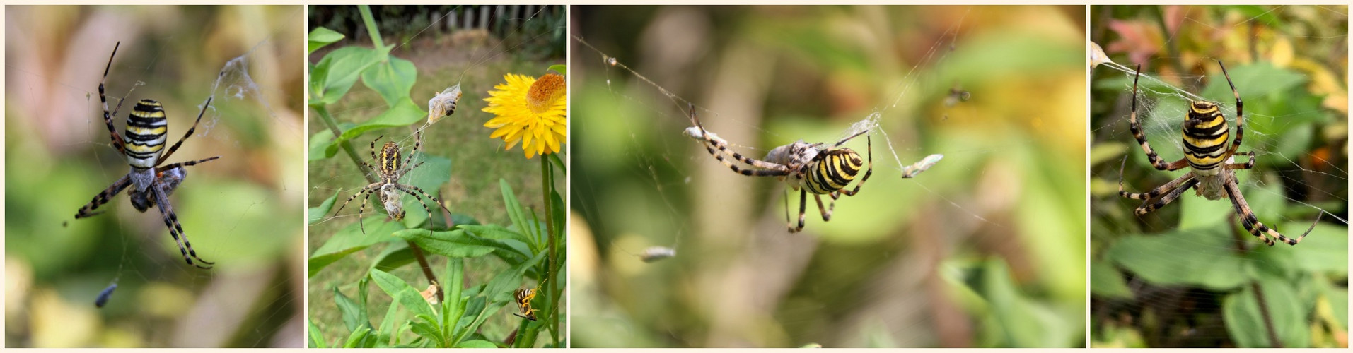 Zebraspinne