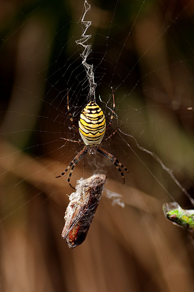 Zebraspinne