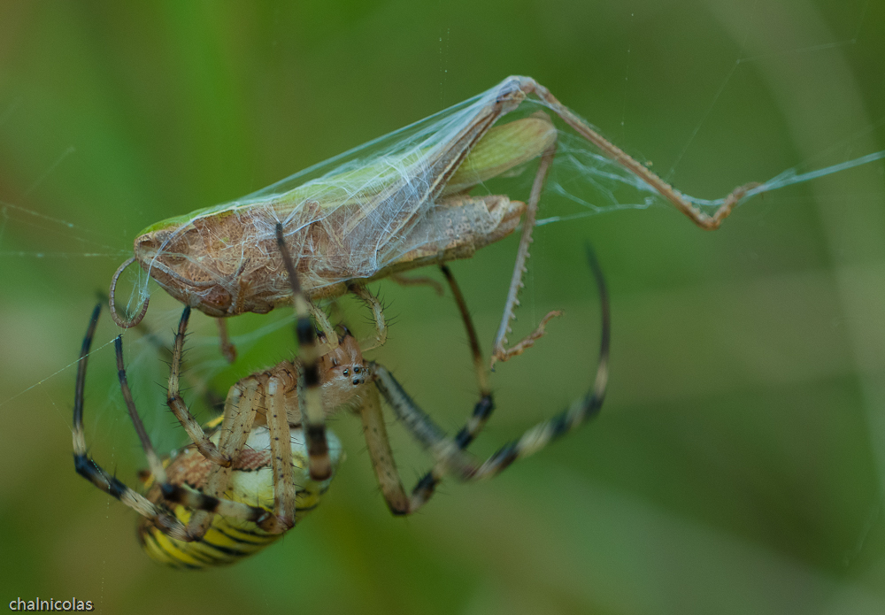 Zebraspinne