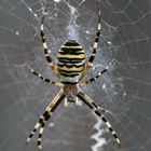 Zebraspinne,