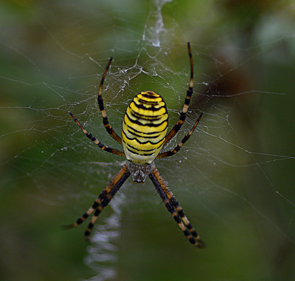 zebraspinne