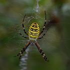 zebraspinne