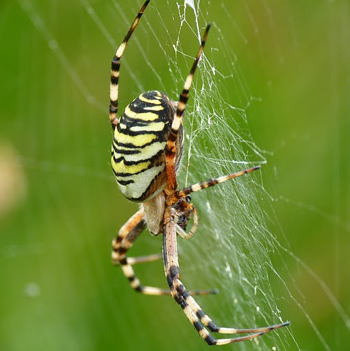 Zebraspinne