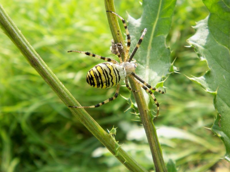 Zebraspinne