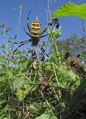 Zebraspinne