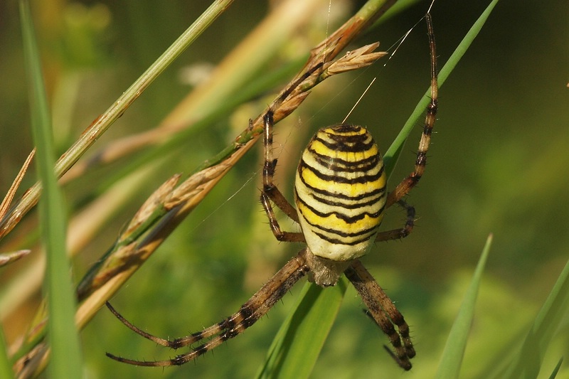 Zebraspinne