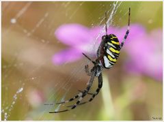 Zebraspinne