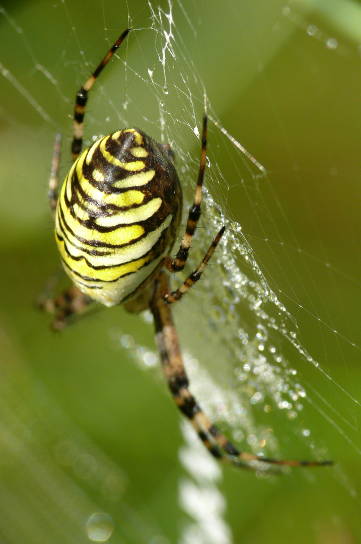 Zebraspinne (Argiope bruennichi)