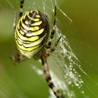 Zebraspinne (Argiope bruennichi)