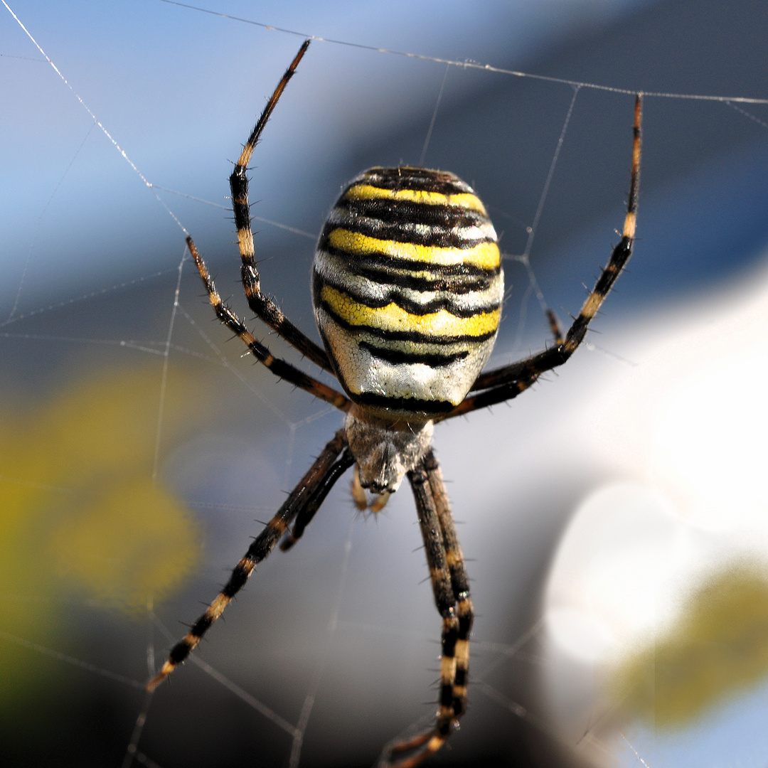 Zebraspinne (Argiope bruennichi)