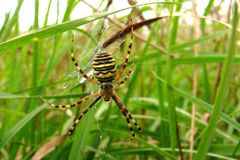 Zebraspinne (Argiope bruennichi)