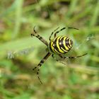 Zebraspinne (Argiope bruennichi) Hierdurch bin ich auf die Macro Fotographie gekommen