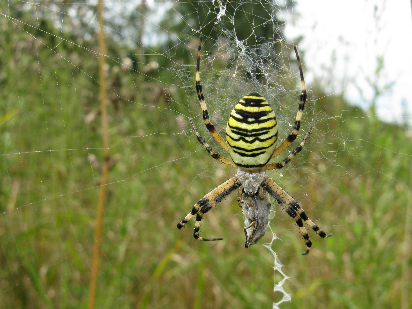 Zebraspinne (Argiope bruennichii)