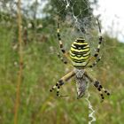 Zebraspinne (Argiope bruennichii)