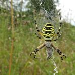 Zebraspinne (Argiope bruennichii)