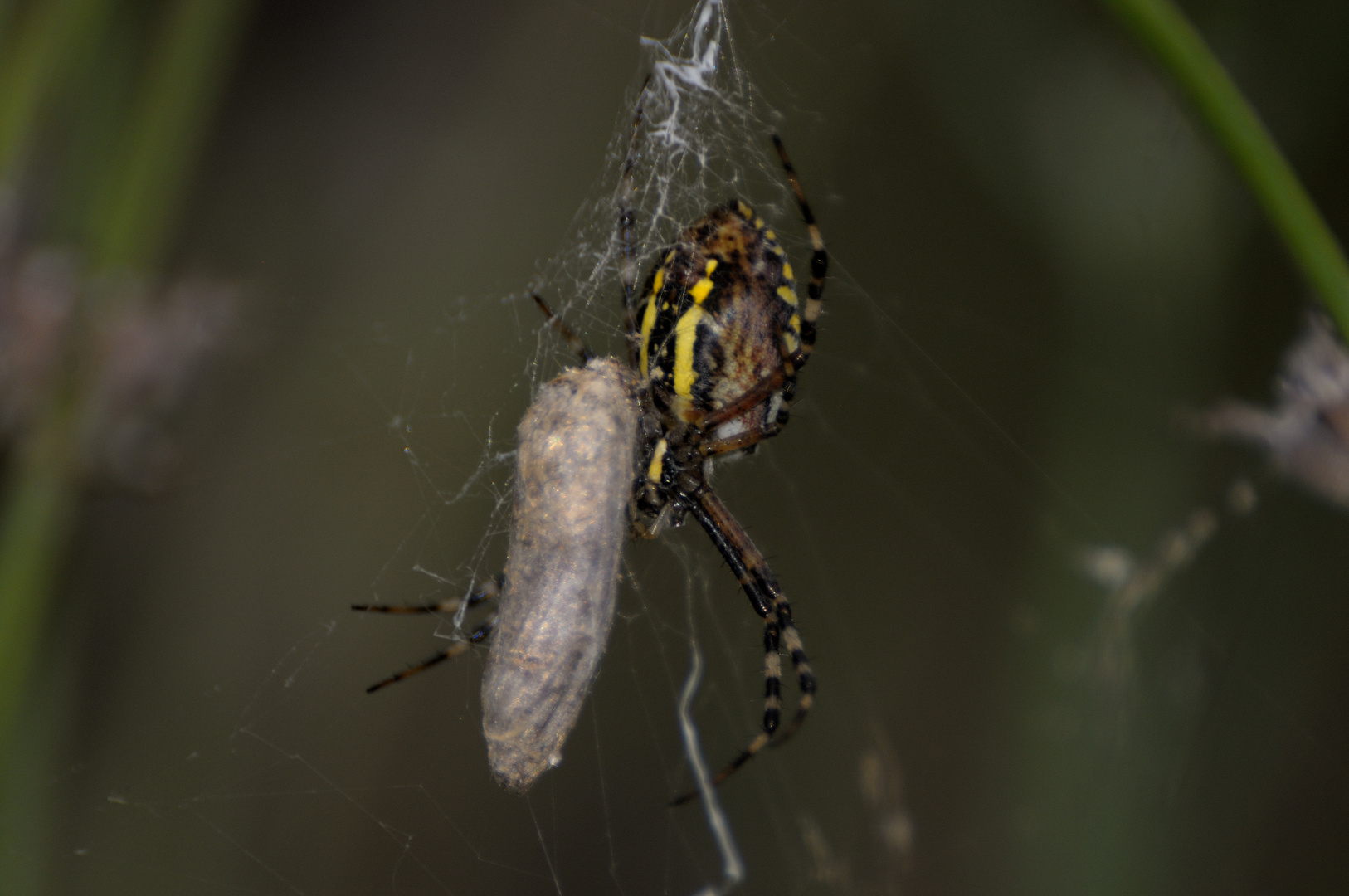 Zebraspinne (auch Wespenspinne genannt) in meinem Garten