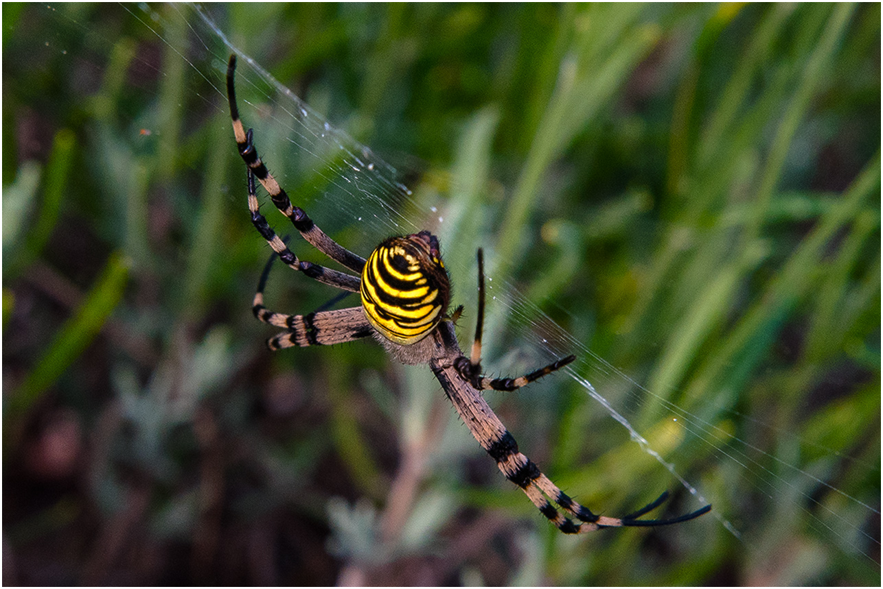 Zebraspinne auf der Lauer 010