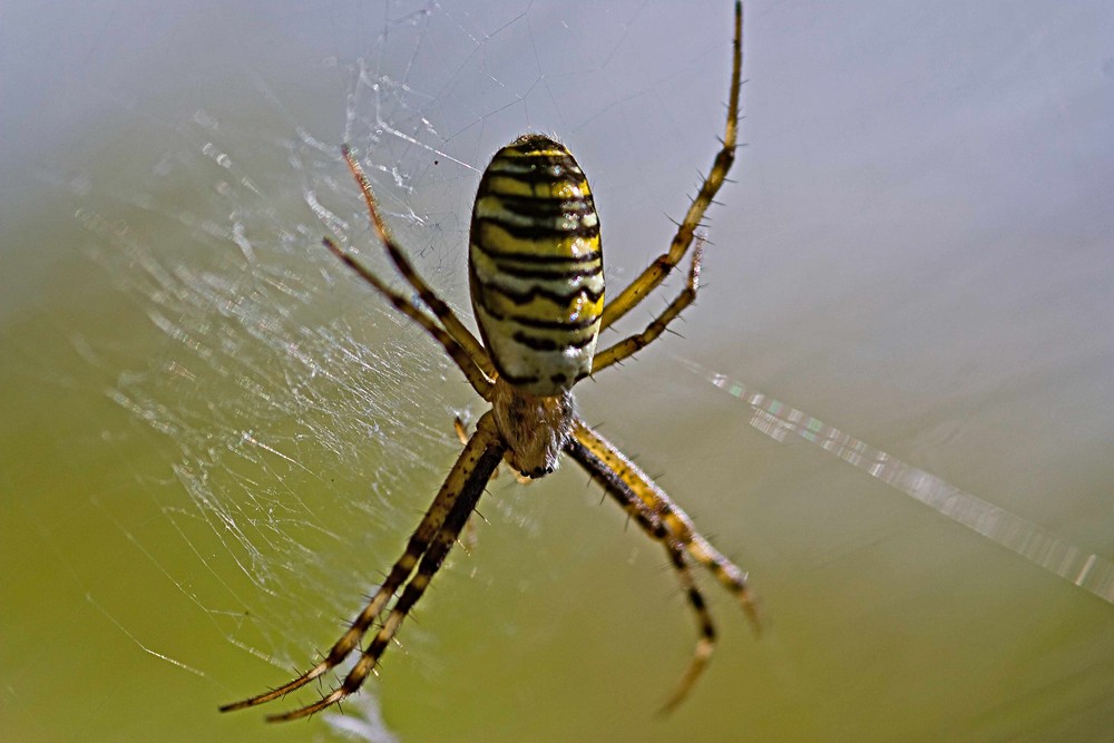 Zebraspinne auf der Lauer