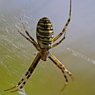 Zebraspinne auf der Lauer