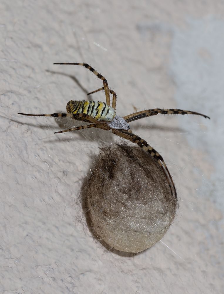 Zebraspinne auf ihrem Gespinst