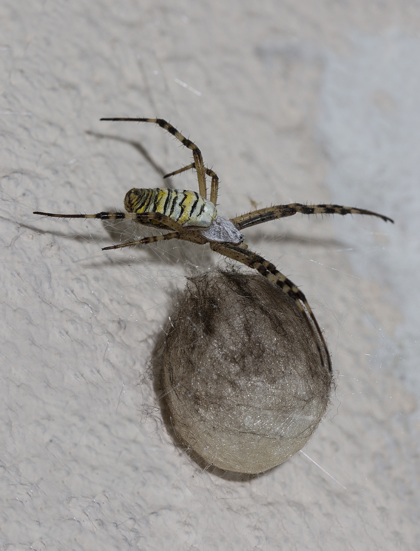 Zebraspinne auf ihrem Gespinst