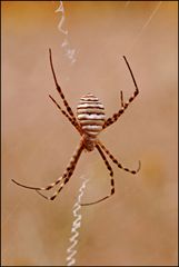 Zebraspinne auf La Gomera