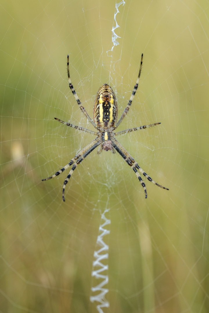 Zebraspinne