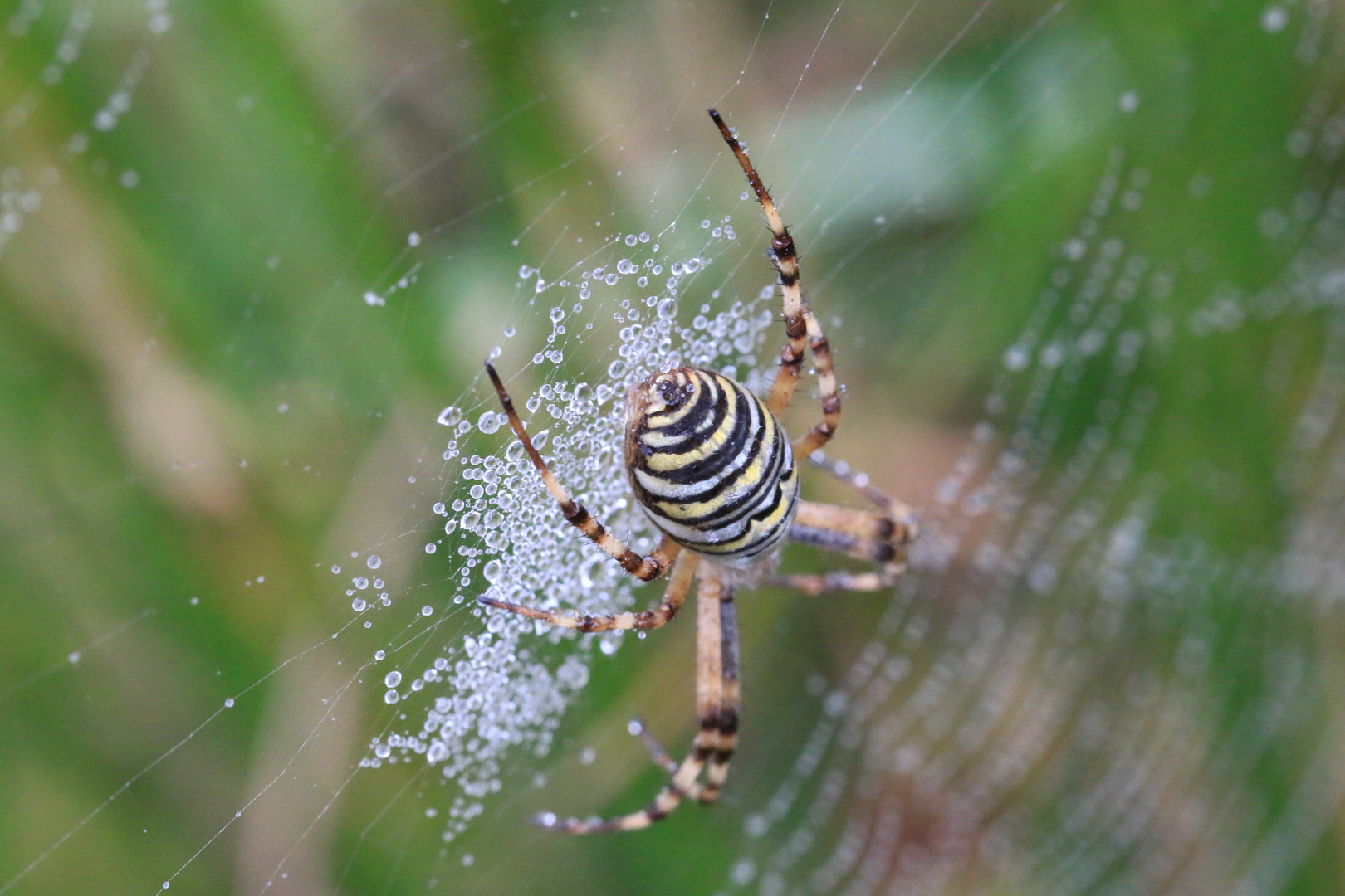 Zebraspinne bei Nieselwetter.