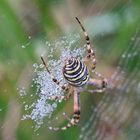 Zebraspinne bei Nieselwetter.