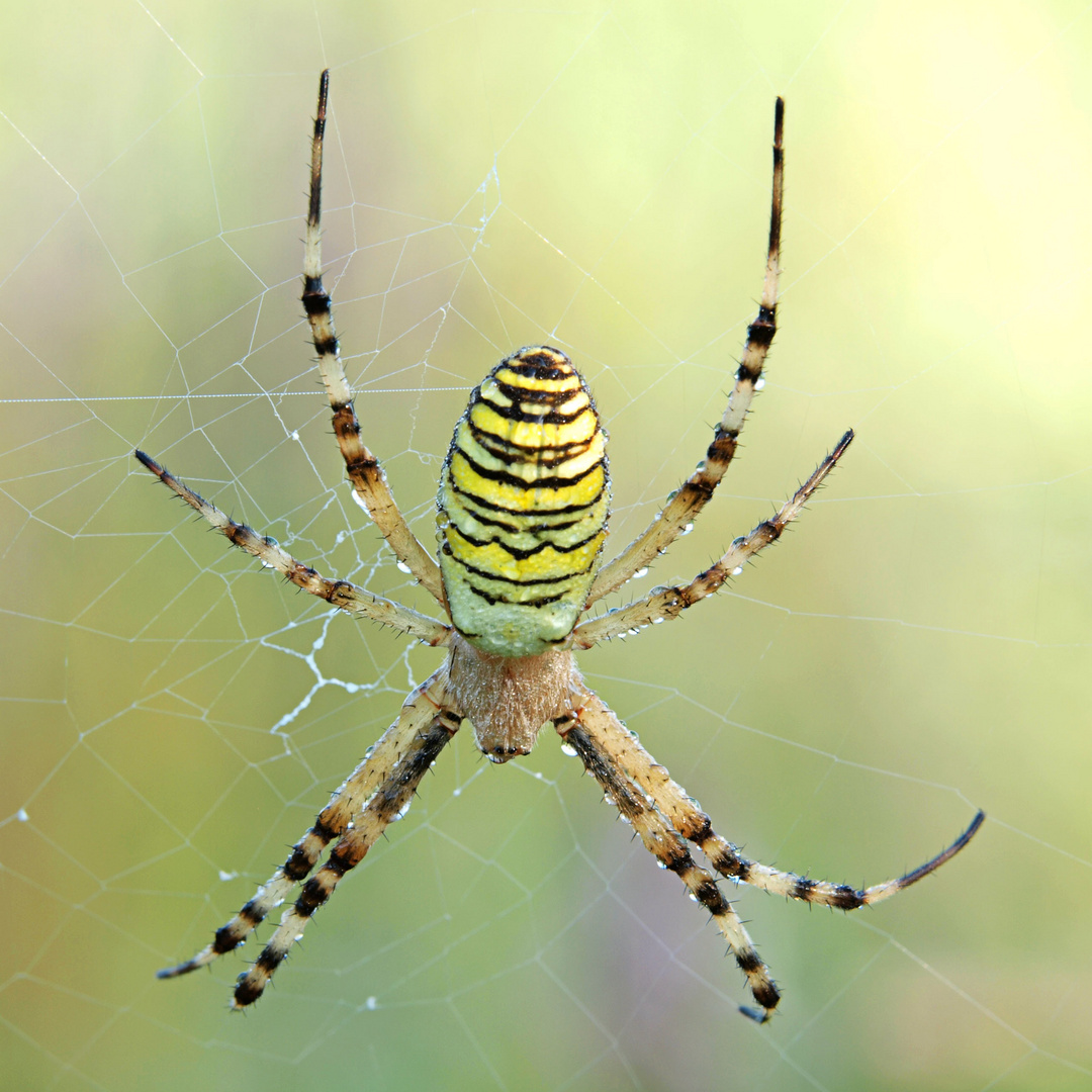 Zebraspinne