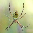 Zebraspinne