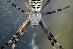 Zebraspinne