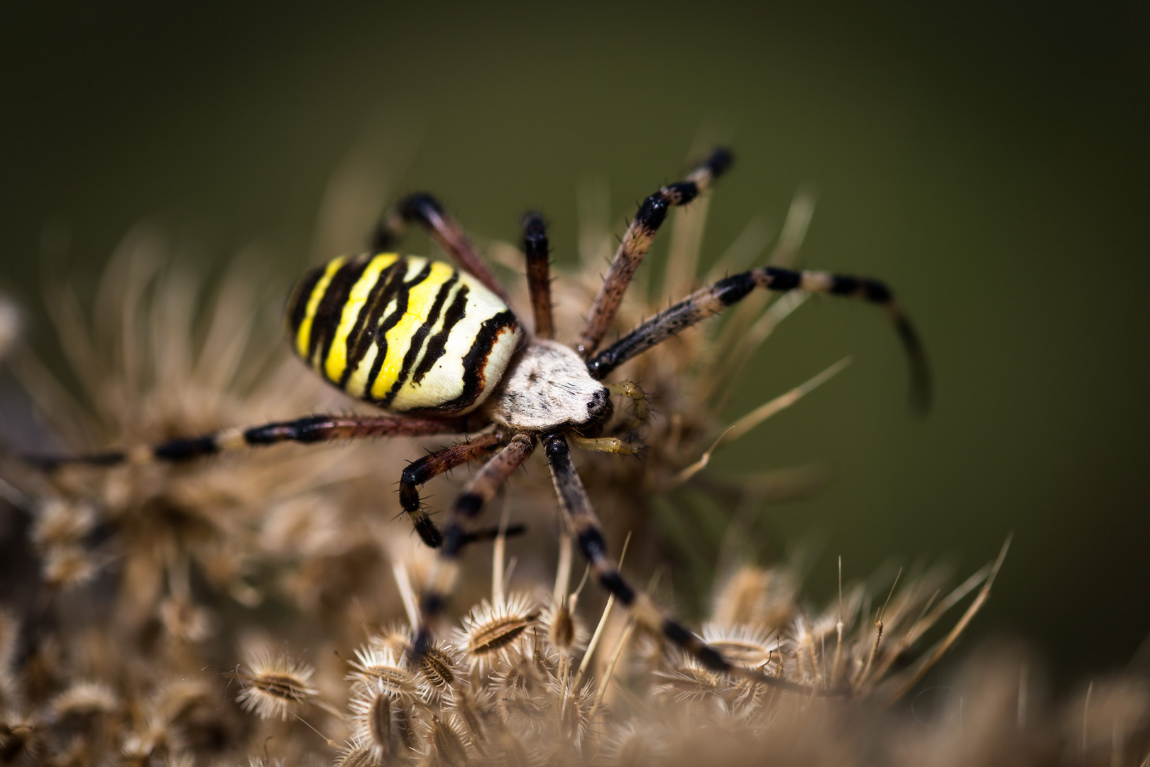 Zebraspinne