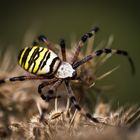 Zebraspinne