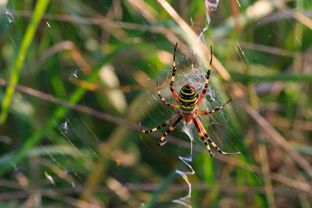 Zebraspinne