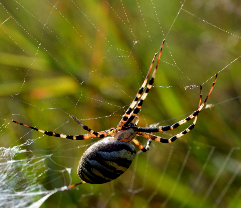 zebraspinne