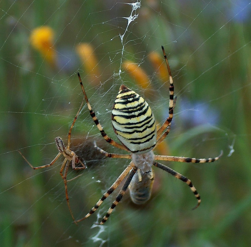 Zebraspinne