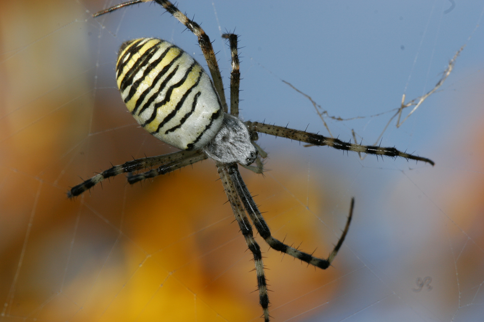 Zebraspinne