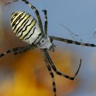 Zebraspinne