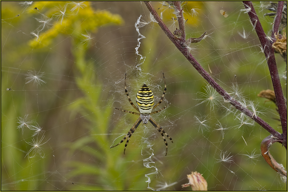 Zebraspinne