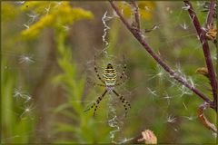 Zebraspinne