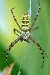 Zebraspinne