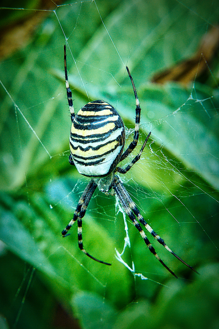 Zebraspinne