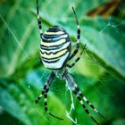 Zebraspinne