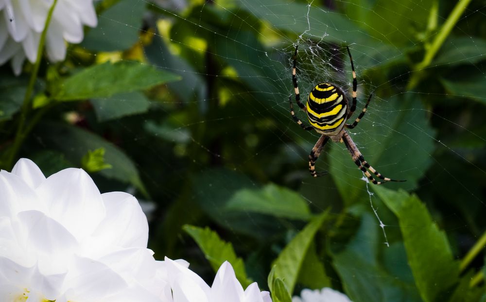 Zebraspinne von Gerold K. 