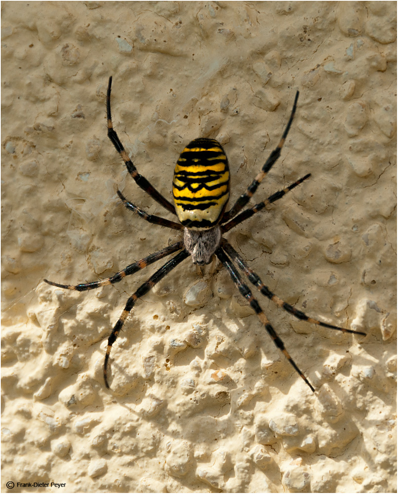 Zebraspinne